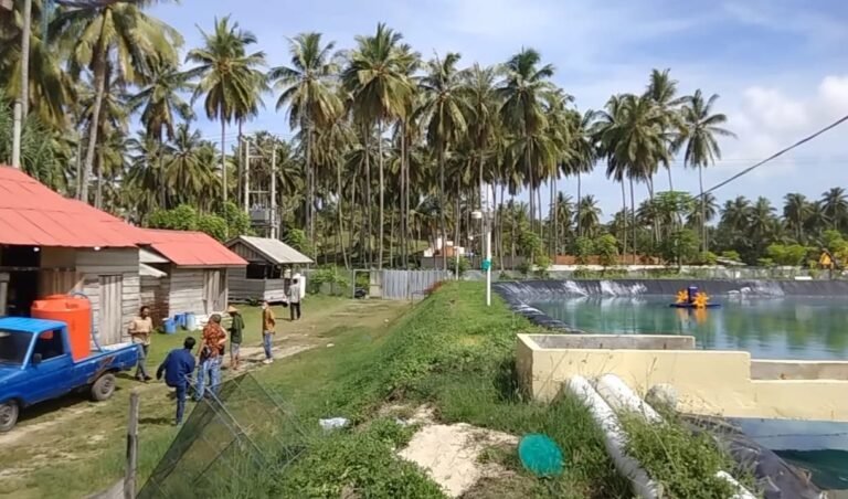 Pemerintah Diminta Tindak Tambak Udang di Bengkulu yang Cemari Lingkungan